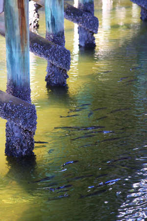 Fish in the  Shadowsの写真素材