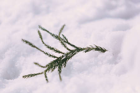 Leaf in the snowのeditorial素材