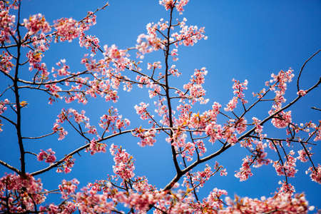 Japan Cherry Blossomの写真素材