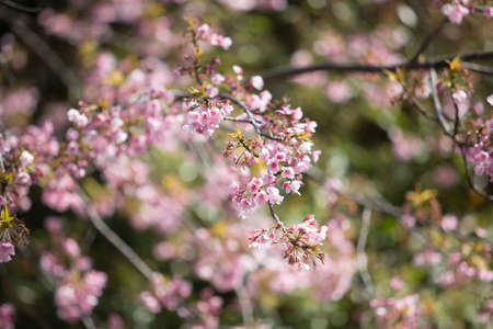 Japan Cherry Blossomの写真素材