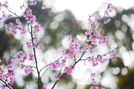 Japan Cherry Blossomの写真素材