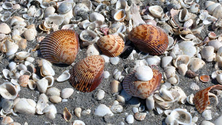 shells on the beach
