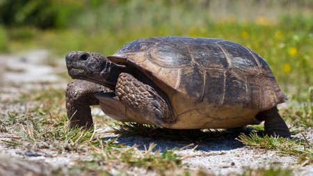 Turtle, gopher tortoise (Gopherus polyphemus) walking