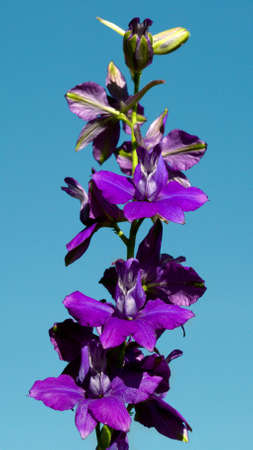 Blue larkspur flower(Delphinium) with blue backgroundの写真素材