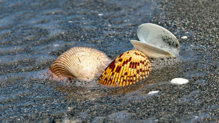 Shells on sandy beach, Sanibel Island, Florida