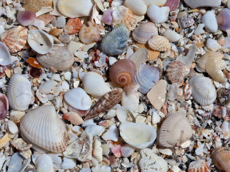 Shells on the beach, Sanibel Island, Florida