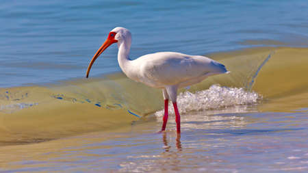 Ibis in front of a wave