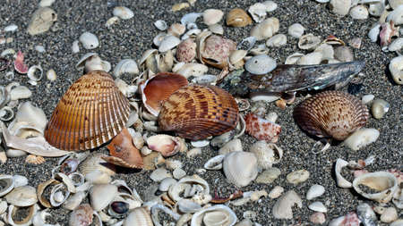 Shells on the beach, Sanibel Island, Florida