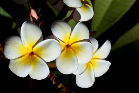 Frangipani (Plumeria alba)  three blossems in white and yellow