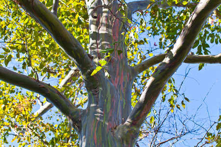 Trunk of rainbow Platane (Platanus)の写真素材
