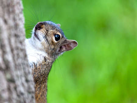 Grey squirrel, Sciurus carolinensis, half behind a trunk against  green meadowの写真素材