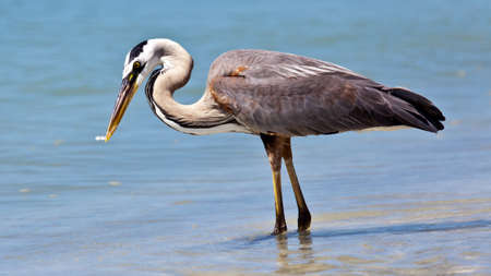 Great blue heron (Ardea herodias)  catching a fishの写真素材