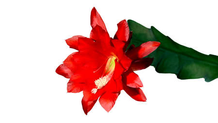 Cactus with red blossom, Epiphyllum hybrid, isolatedの写真素材