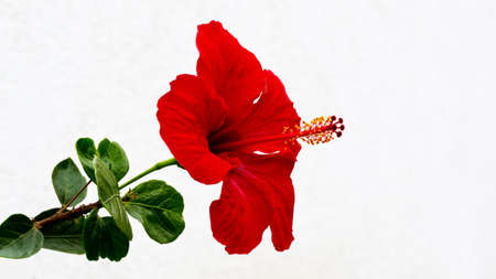 Hibiscus flower agaist white backgroundの写真素材