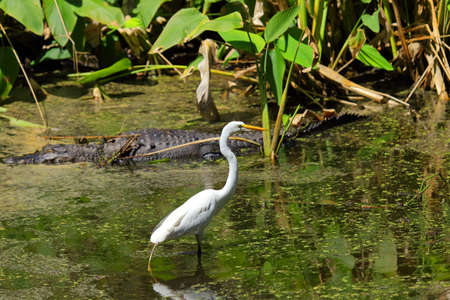 Great egret and alligator in the background in a pondの写真素材