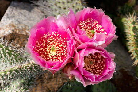 Cactus Opuntia phaecantha with three pink blossomsの写真素材