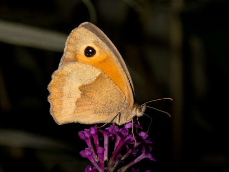 meadow brown Maniola jurtina on summer lilacの写真素材