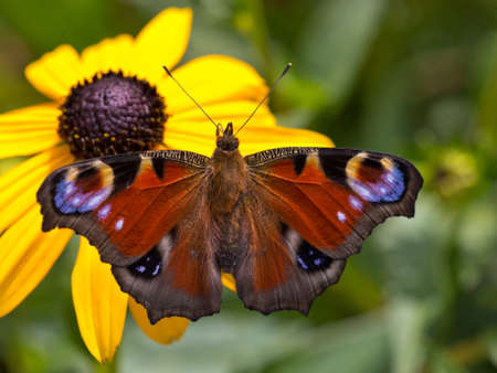 Peacock butterfly Aglais io perching on yellow coneflower