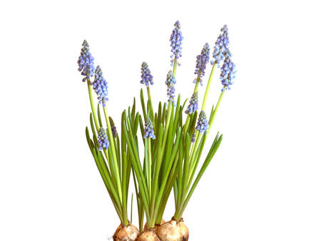 Grape hyacinths, muscari, against white background