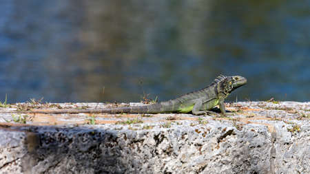 Green iguana on top of a wall, portrait from site, Fairchild Tropical Botanic Garden, Florida, USAの写真素材