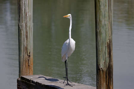 Great egret, Ardea alba, pacing on a pier framed with wooden pillars, Florida, USAの写真素材