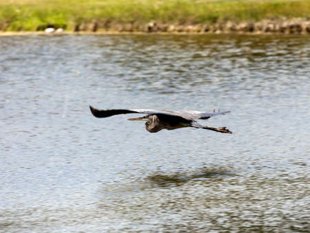Great blue heron, Ardea herodias, flying over water, Sanibel Island, Florida, USAの写真素材
