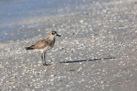 Red Knot (Calidris canutus) single bird standing on shoreline , Florida, USAの写真素材