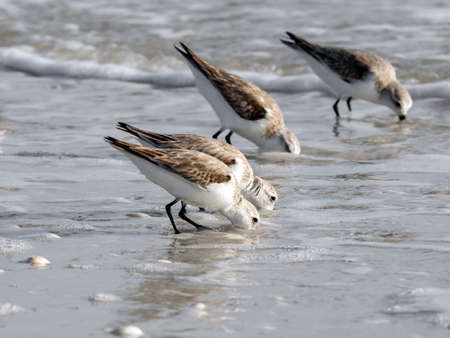 Sand plovers (Charadrius mongolus) looking for food and wading in water, Florida, USAの写真素材