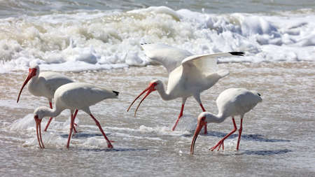 Group white ibises (Eudocimus albus) on the shore, looking for craps, in the background a wave, Sanibel Island, Florida, USAの写真素材