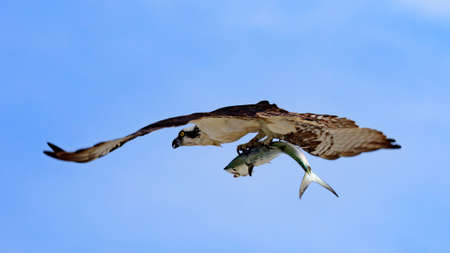 Osprey (Sea Hawk) in flight against blue sky, with a fish, Sanibal Island, Florida, USAの写真素材