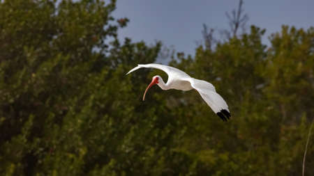 White ibis (Eudocimus albus) flying over Sanibel Island, Florida, USAの写真素材