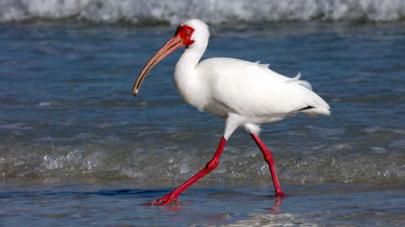White ibise (Eudocimus albus) from site, catched a crap, Sanibel Island, Florida, USAの写真素材