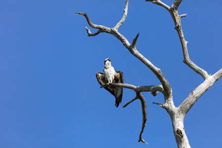 Osprey (Pandion haliaetus) on an old tree, sunbathing, Honeymoon Island, Florida, USAの写真素材