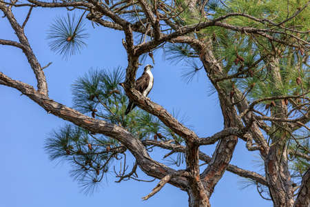Pine tree with Osprey (Pandion haliaetus), Honeymoon Island, Florida, USAの写真素材