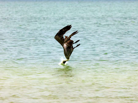 Pelican diving, Sanibel Island, Florida, USAの写真素材