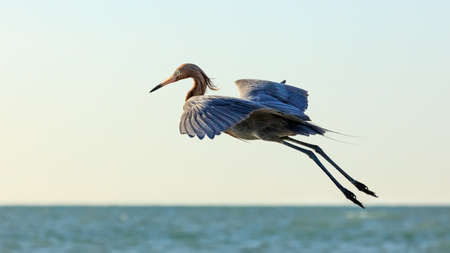 Tricolored heron flying in the morning sun, Sanibel Island, Florida, USAの写真素材