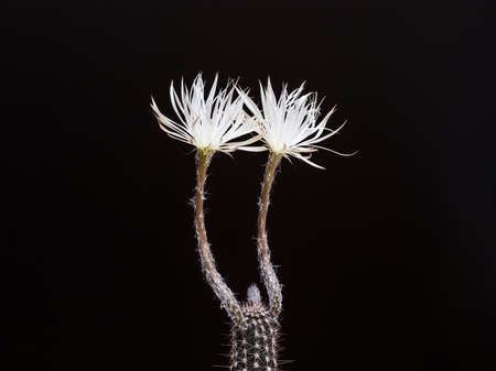 Cactus sediechinopsis mirabelis with two blooming blossoms, against black backgroundの写真素材