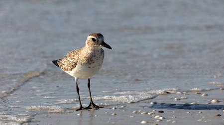 Red Knot (Calidris canutus) single bird standing on shoreline, Florida, USAの写真素材