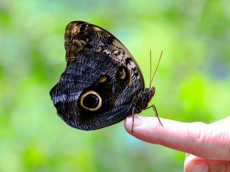 Big butterfly on finger, Florida, USA