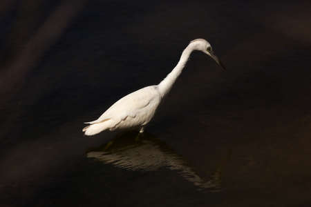 Great blue heron juvenile, Ardea herodias, the white form, wading in water, Florida, USAの写真素材