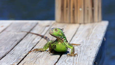 Green iguana sitting on the pier and watchs you, water in the background, Sanibel Island, Florida, USAの写真素材