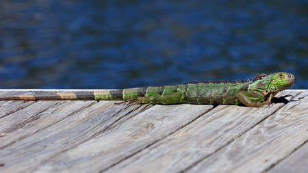 Green iguana resting on the pier, water in the background, Sanibel Island, Florida, USAの写真素材