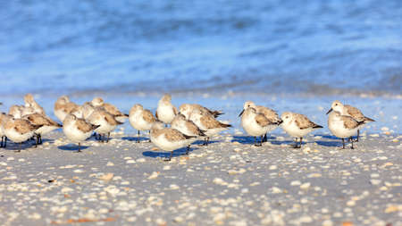 Group of snowy plovers, charadrius nivosus, dozing on the beach, Sanibel Island, Florida, USAの写真素材