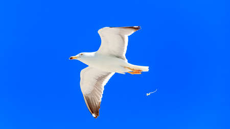 Herring gull, larus argentatus, at her morning toilet, Sanibel Island, Florida, USAの写真素材