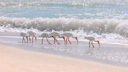 Flog of ibises (Eudocimus albus) on the beach of Sanibel Island, looking for craps, in the background of a wave, Florida, USAの写真素材