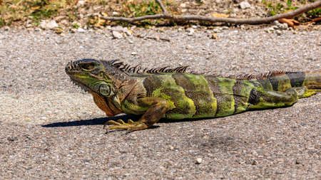 Iguana creeping on the street, portrait from site, Sanibel Island, Florida, USAの写真素材