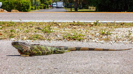 Iguana is stretched out on the street, Sanibel Island, Florida, USAの写真素材