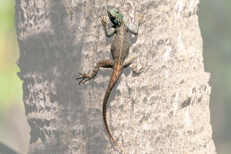 Juvenile red-headed rock agama background half transparentの写真素材