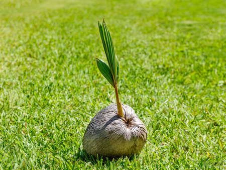 New life from the coconut on green meadow, Florida, USAの写真素材