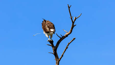 Osprey (Pandion haliaetus), Sanibel Island, Florida, USAの写真素材
